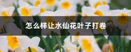 怎么样让水仙花叶子打卷