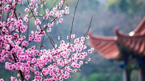 桃花和梅花的区别